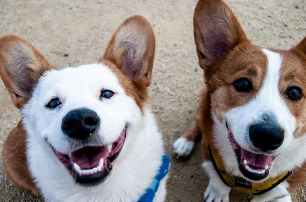 2 corgi dogs smiling